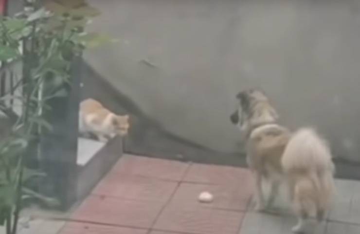 Gatito de comida para perros Pudmin