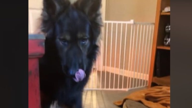 mamá presenta cachorro