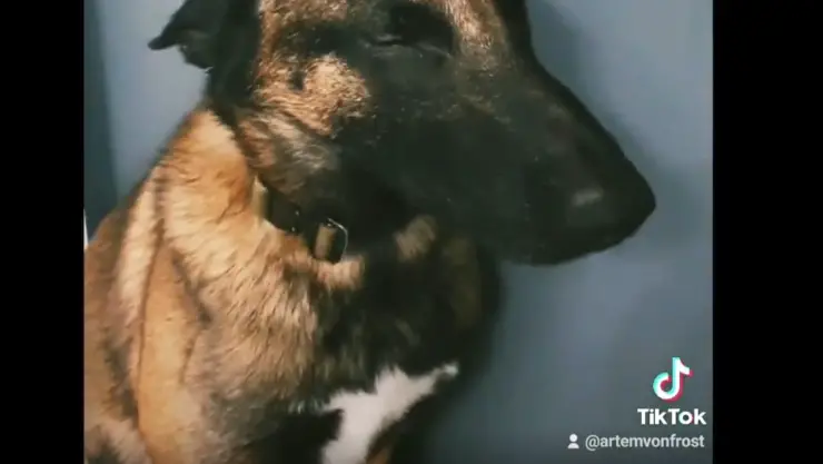 reacción del perro de masaje