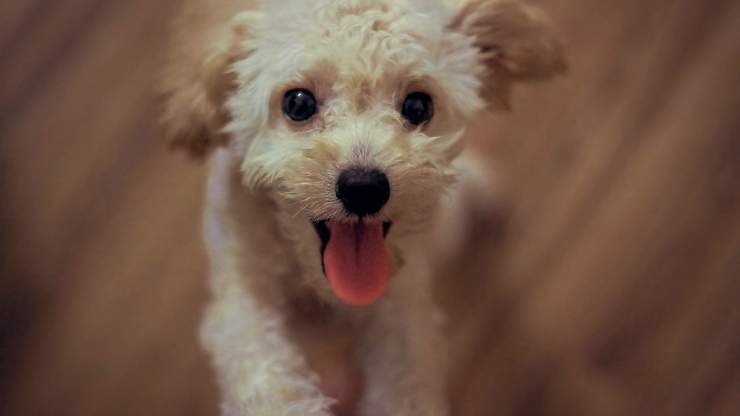 los ojos del perro se llenan de lágrimas cuando nos ve