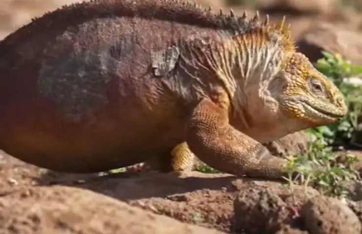 pequeña iguana rosa de Galápagos