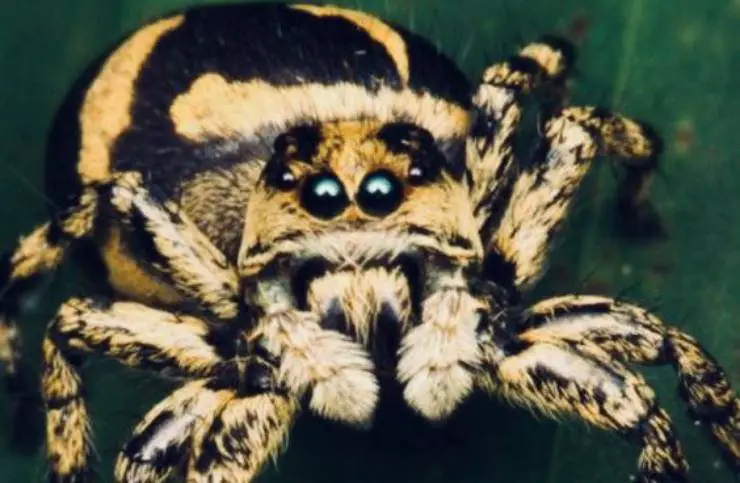 araña