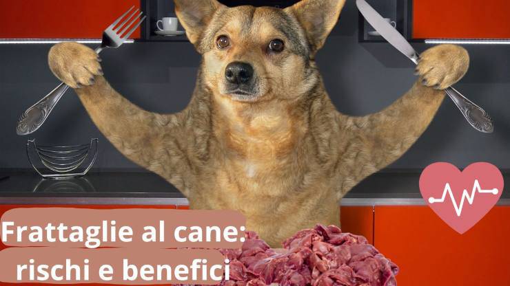 Que carne darle de comer al perro