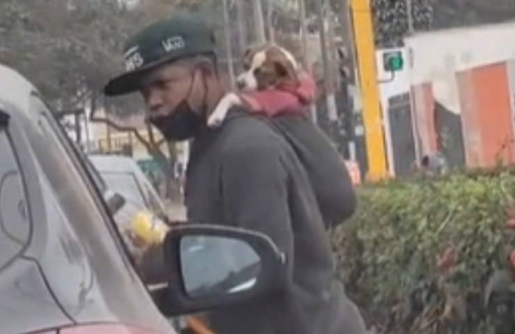 semáforo niño cachorro perro