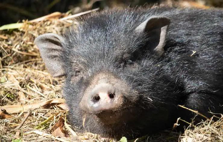 cerdo vietnamita
