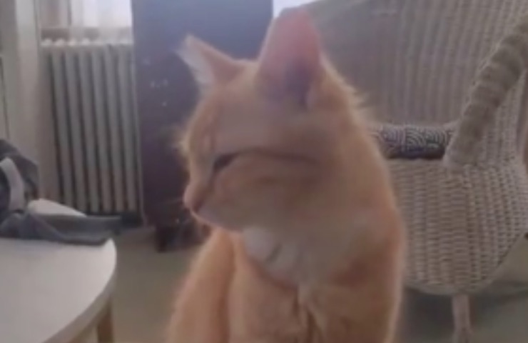 patología del movimiento de bamboleo del gato