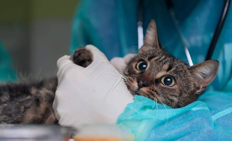 gato en brazos del veterinario