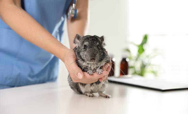 chinchilla en el veterinario
