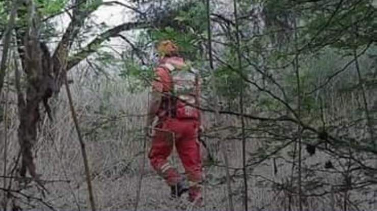 busca gato perdido bolivia