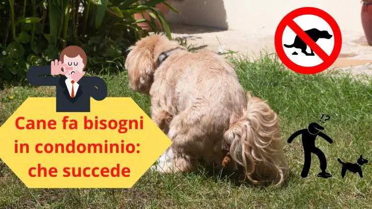 Perro en el jardín común