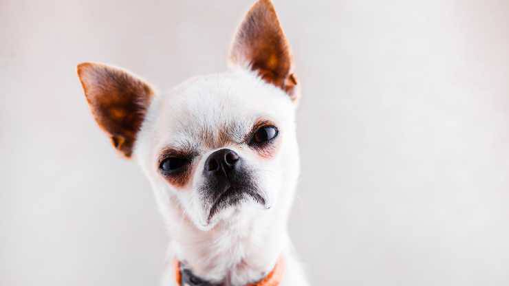 Lo que no debes hacer para no enfadar al perro