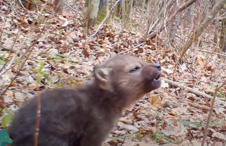 vídeo del aullido del pequeño lobo