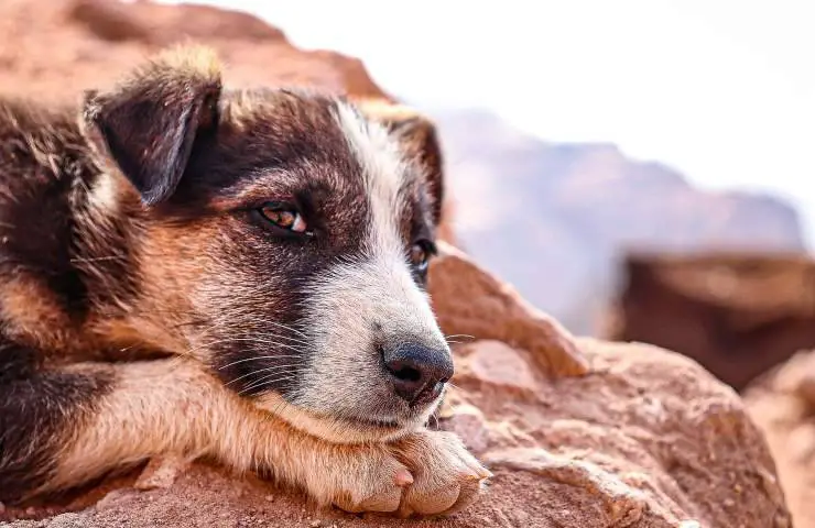 animales seres sintientes petición