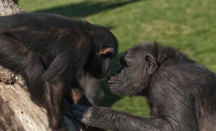 bonobo