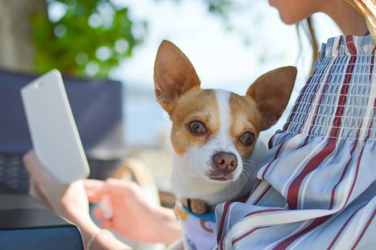 Los efectos de los teléfonos móviles en los perros Los efectos de los teléfonos móviles en los perros