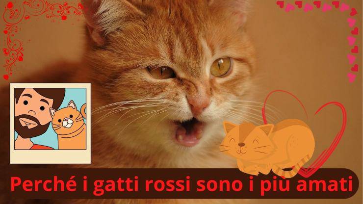 gato rojo