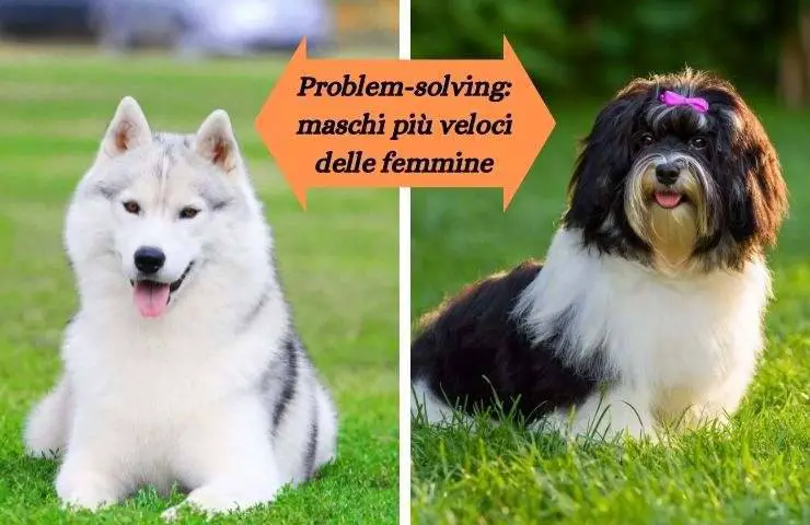 cachorro macho y hembra