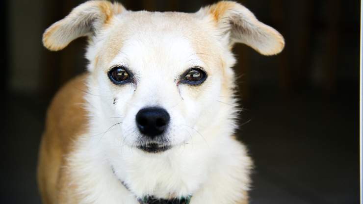 perro con ojos brillantes