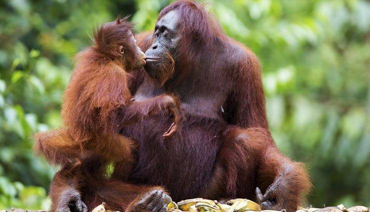 orangutan madre y cachorro
