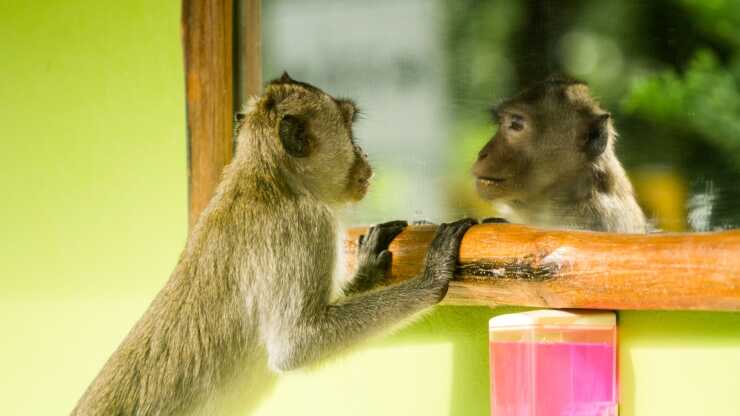 Primates comportamientos humanos