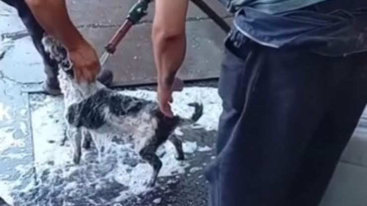 perro se tira al barro