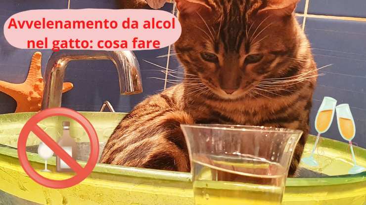 gato y alcohol