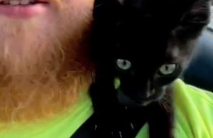 gatito martin elige humano