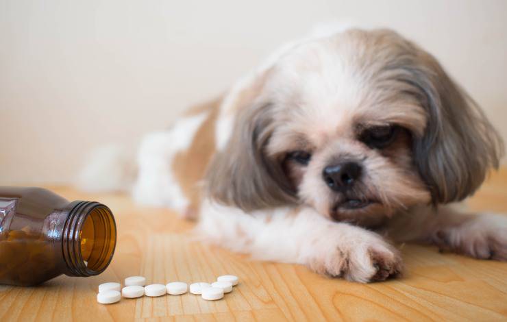 medicamentos de uso humano y veterinario
