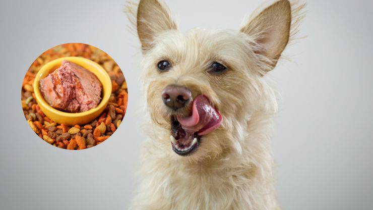 comida húmeda para perros
