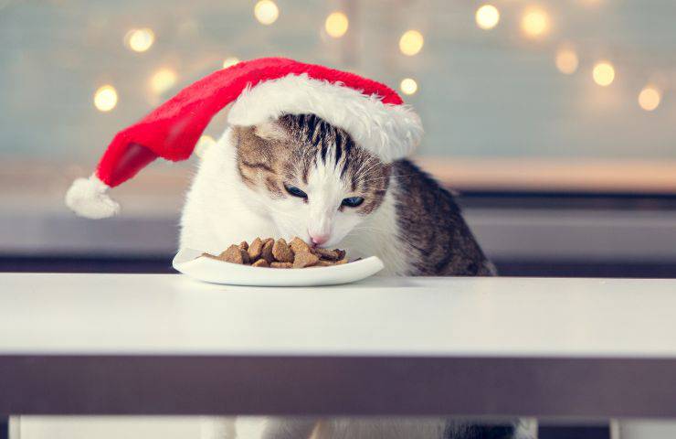 Nochevieja: platos para el felino