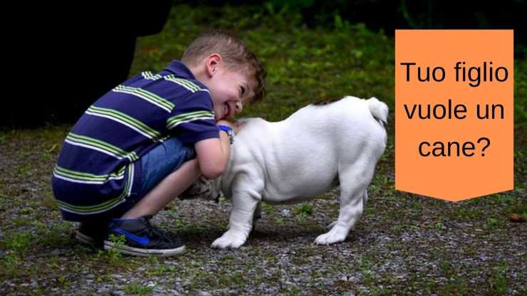 hijo quiere un perro