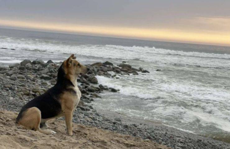 perro vaguito dueño mar