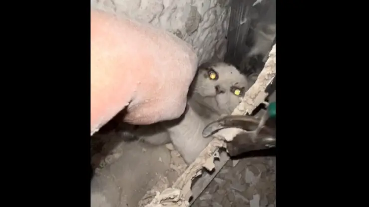 gato de toda la vida