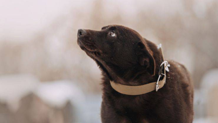 violencia domestica mujeres animales