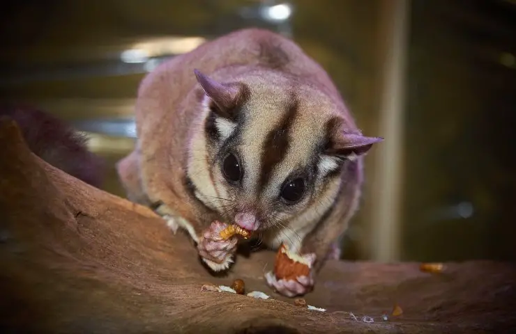 multa tenencia ilegal de animales