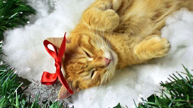 gato envenenado de navidad