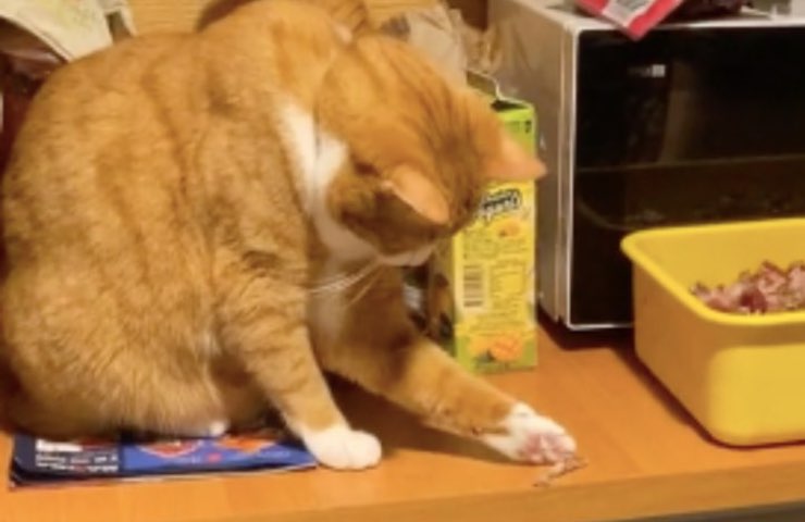 gato reparte croquetas amigos