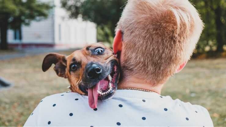 Cosas que no debes hacer con el perro