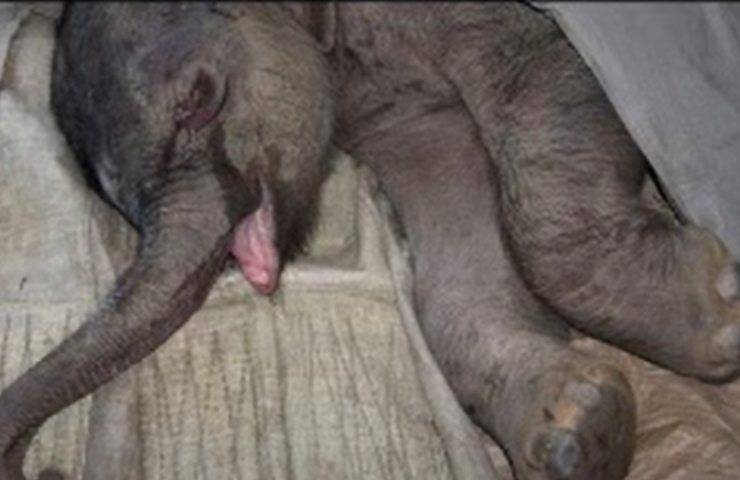 bebé elefante rechazado madre herida