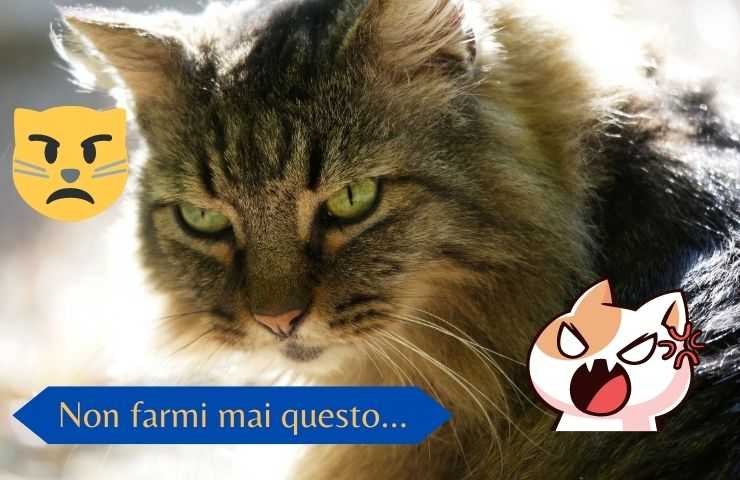 Gato enojado