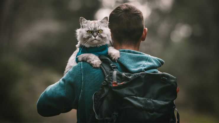 Cómo no levantar al gato