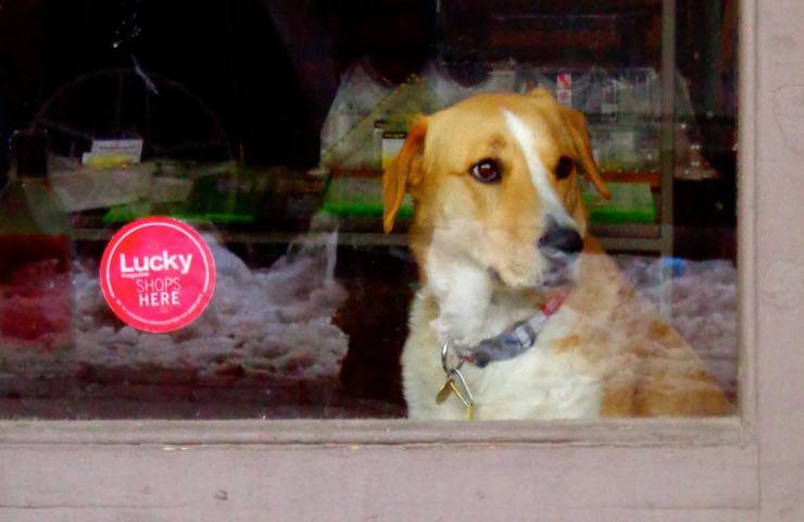 perros gatos prohibicion venta