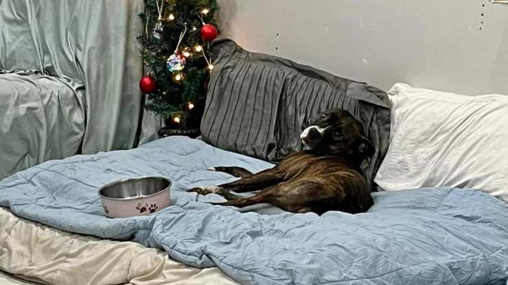 perro se comunica