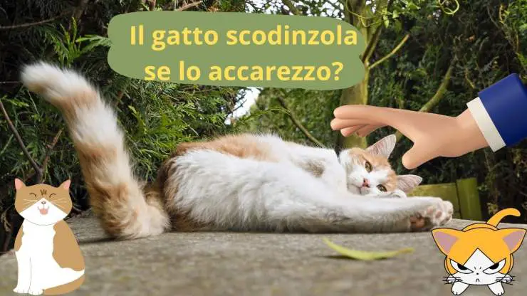 acariciando al gato