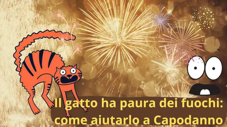 Gatos y barriles de año nuevo.