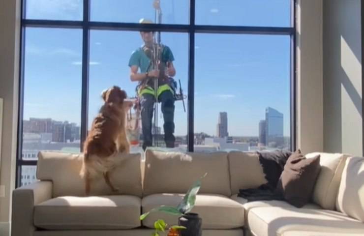Limpiador de ventanas para perros con tofu alto