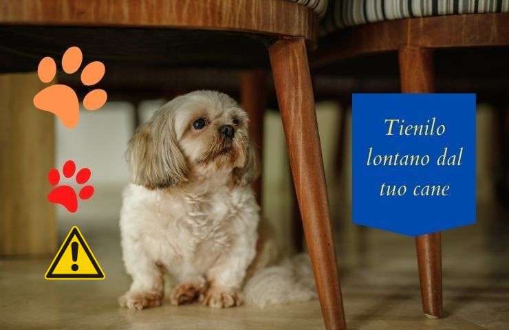 No le des esto al perro.