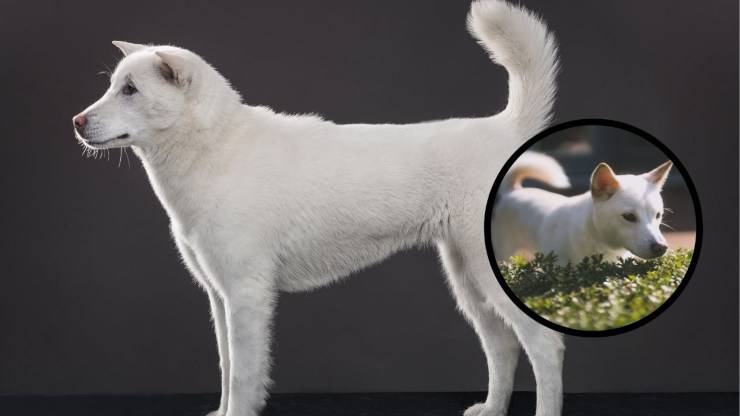 Qué alimentar a un perro Kishu alimentación kishu