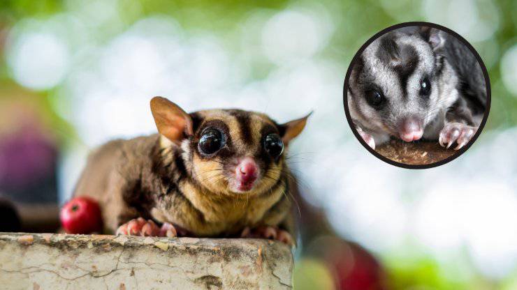 planeador del azúcar