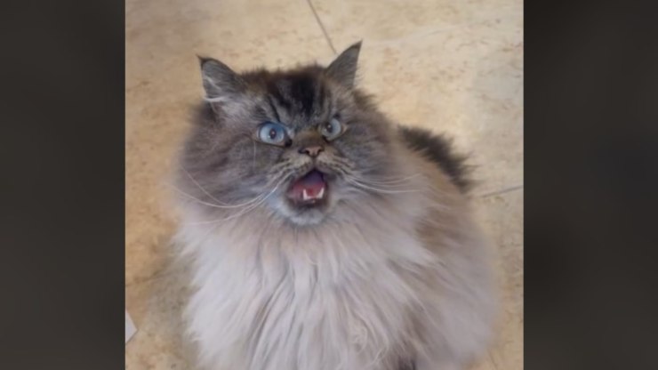 maullido de gato